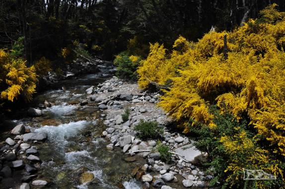 Paisagem florida da Ruta de Los 7 Lagos no Parque Nacional Nahuel Huapi, na Argentina